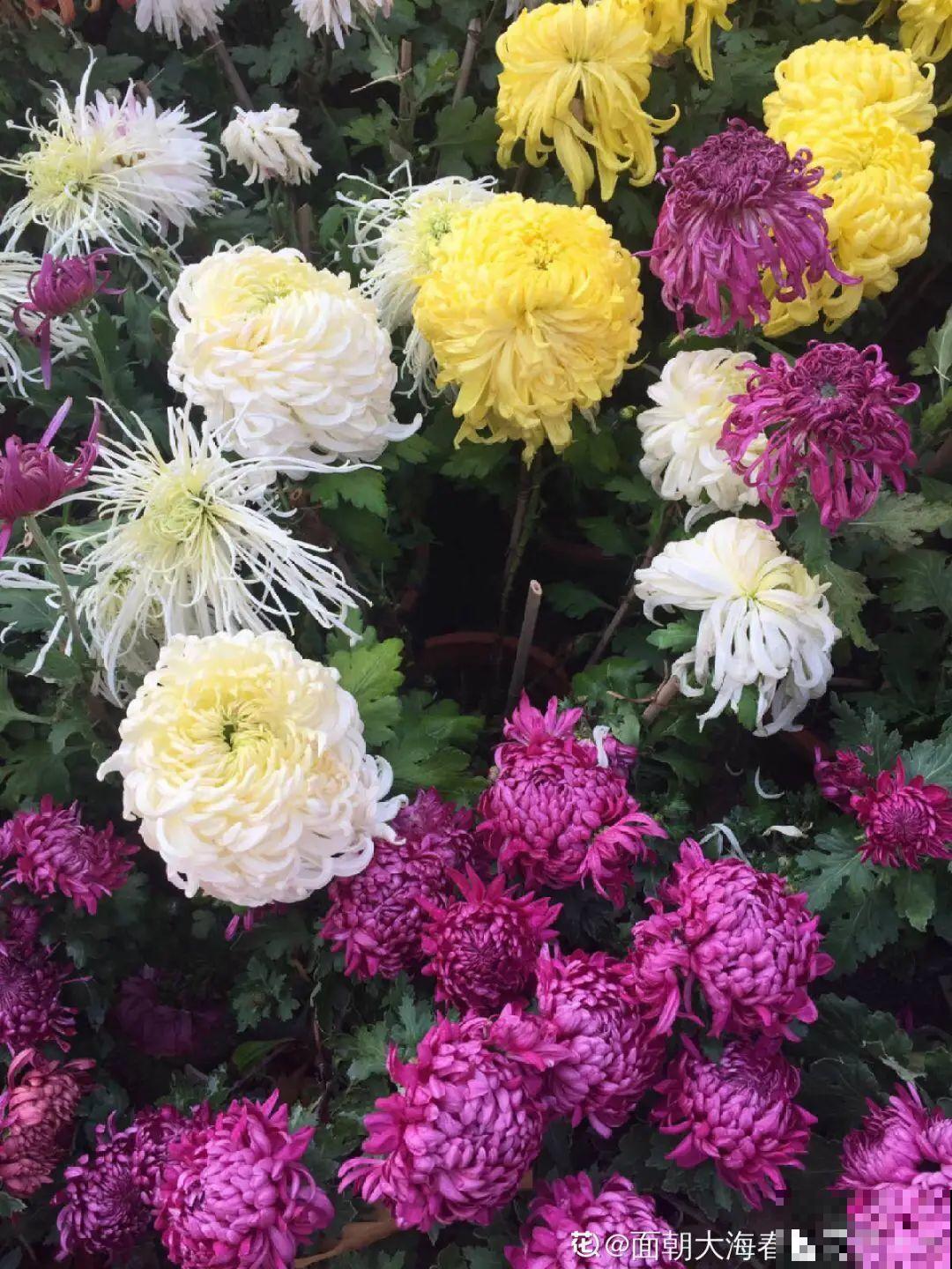 养花也别特迷信，好看的花都不能养，郁闷！