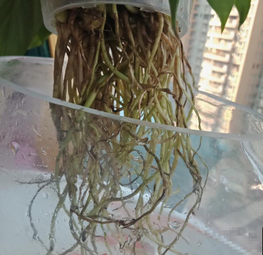 花卉总烂根？问题不一定在浇水上，这3个细节要注意！