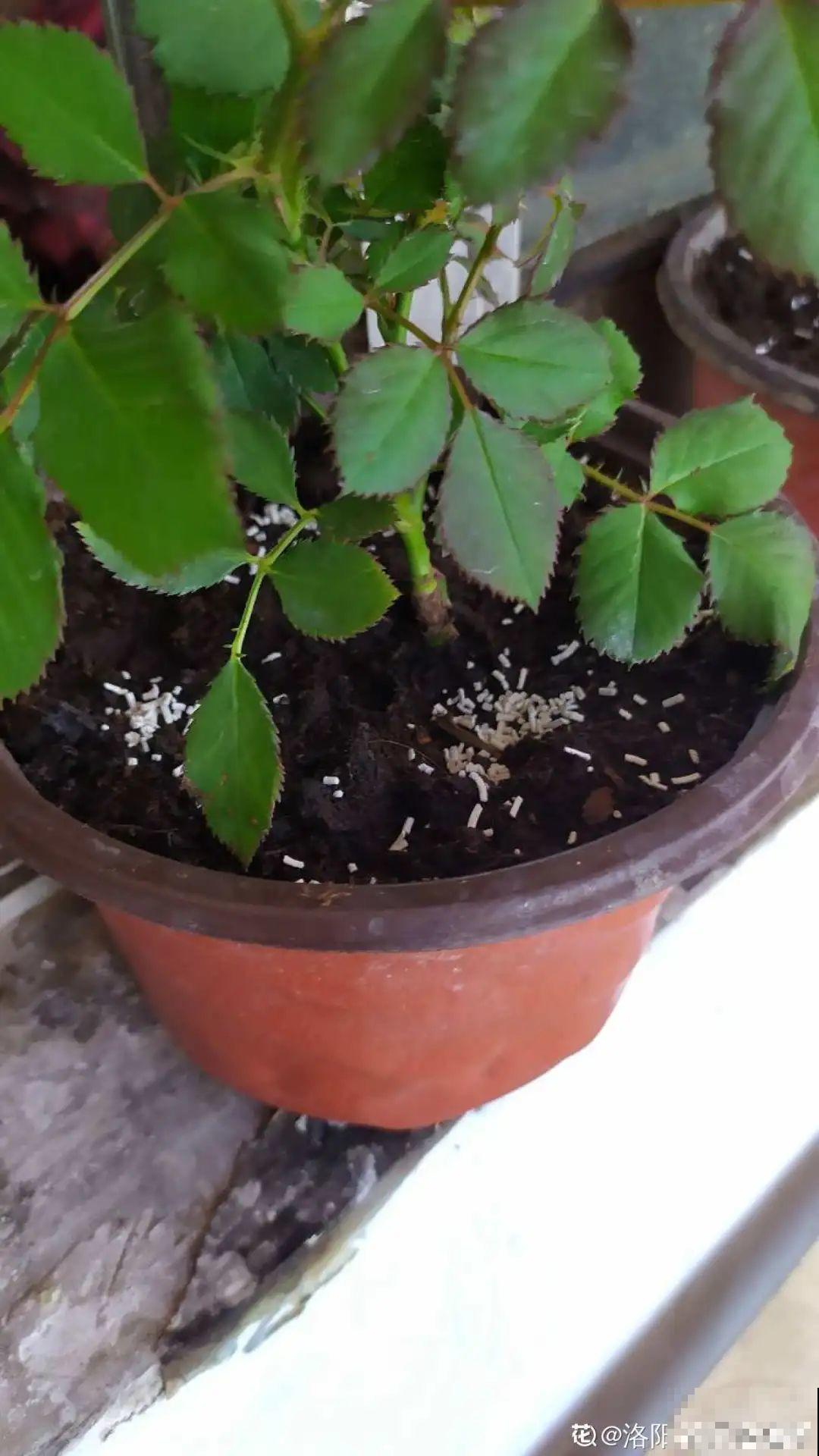 杀虫的好时机到了,虫卵一窝端,来年再也不生虫! 杀虫的好时机到了,虫卵一窝端,来年再也不生虫!