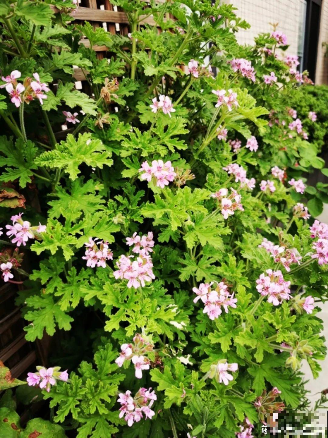 市里区一楼做个小花园,的确很美,一定要注意照顾邻居感受 市里区一楼做个小花园,的确很美,一定要注意照顾邻居感受