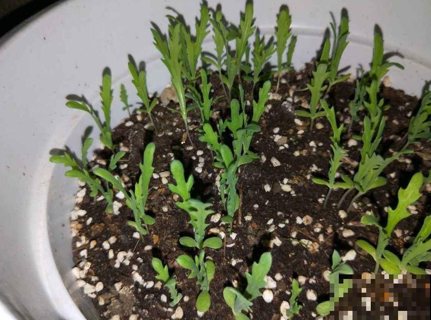 茼蒿菜这样养，一年四季不愁吃，特省钱！