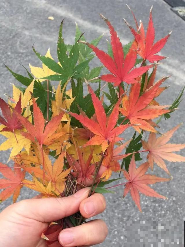 天冷了，花的叶子也能变色，一天一个样！