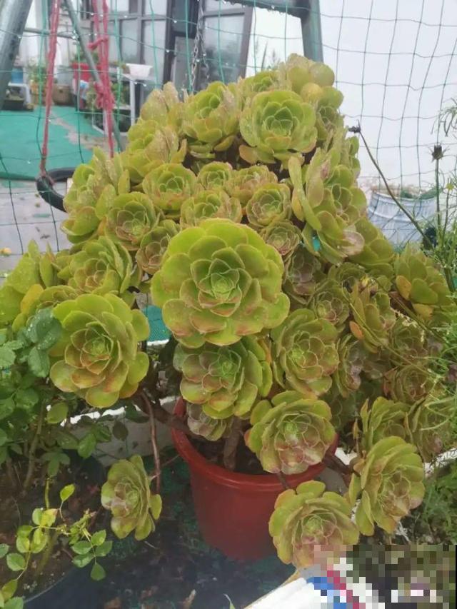不长叶不长枝的花别买，都是骗人的，养不活浪费钱