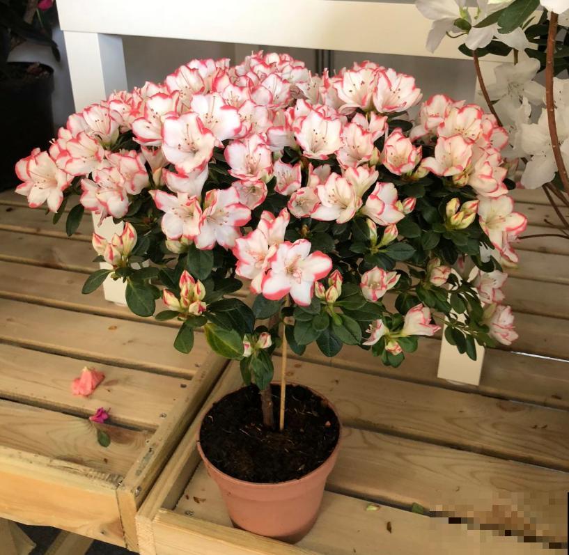 这3种花爱猫人士要注意，坚决不能养，养了猫咪就遭罪！