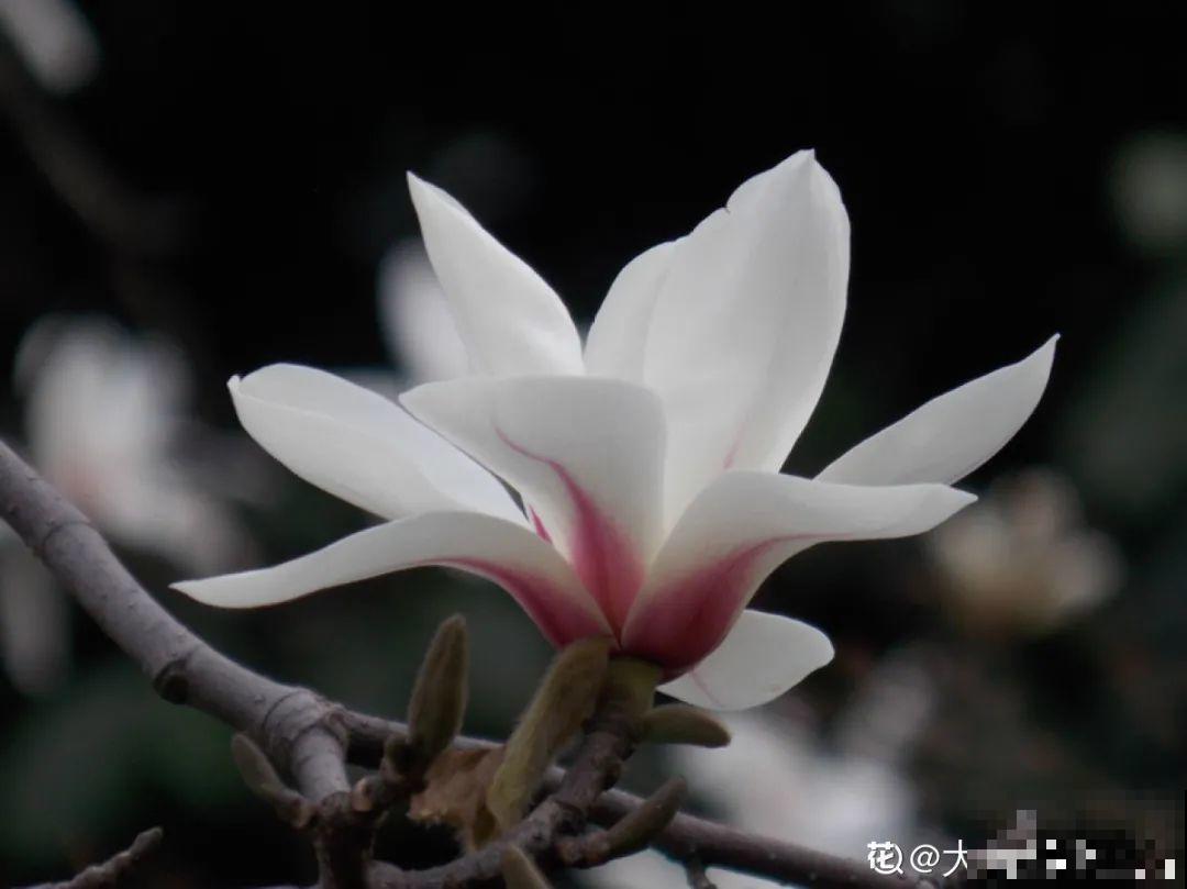 你在哪个城市，最适合养的花就是它！