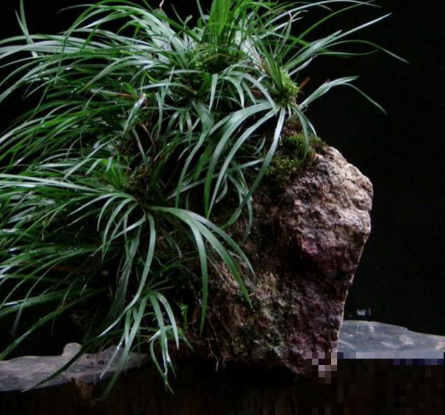 种几棵菖蒲当盆景,气质独特,文人风骨尽显! 种几棵菖蒲当盆景,气质独特,文人风骨尽显!