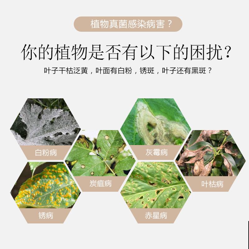 种球一直不开花,扔塑料袋里捂一捂,一周就发芽 种球一直不开花,扔塑料袋里捂一捂,一周就发芽