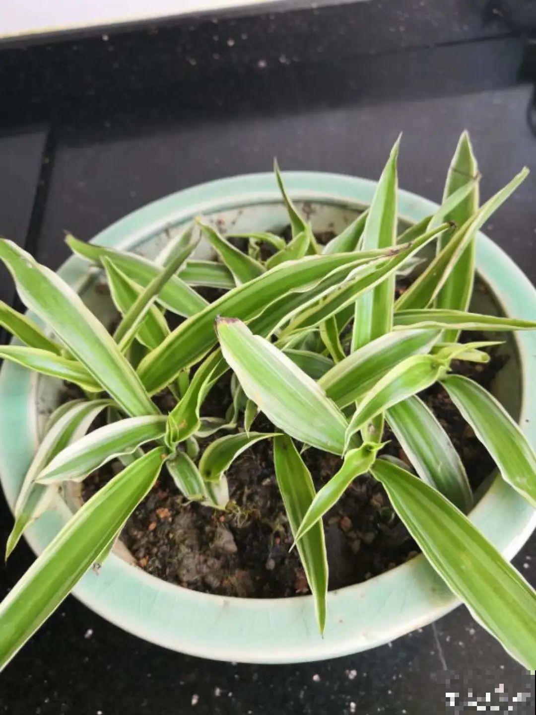 这种花特抗冻,不怕严寒,养死算我输! 这种花特抗冻,不怕严寒,养死算我输!