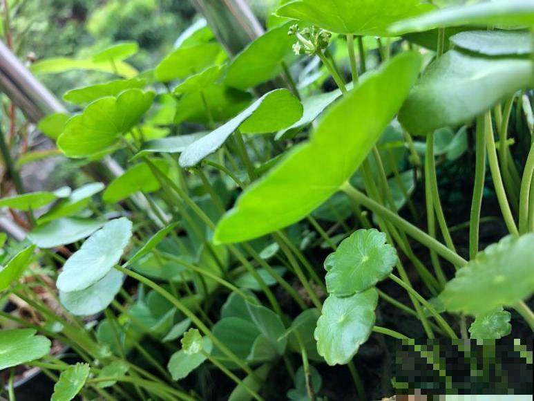 离家半个月，回来花全死了，别扔，还有救！