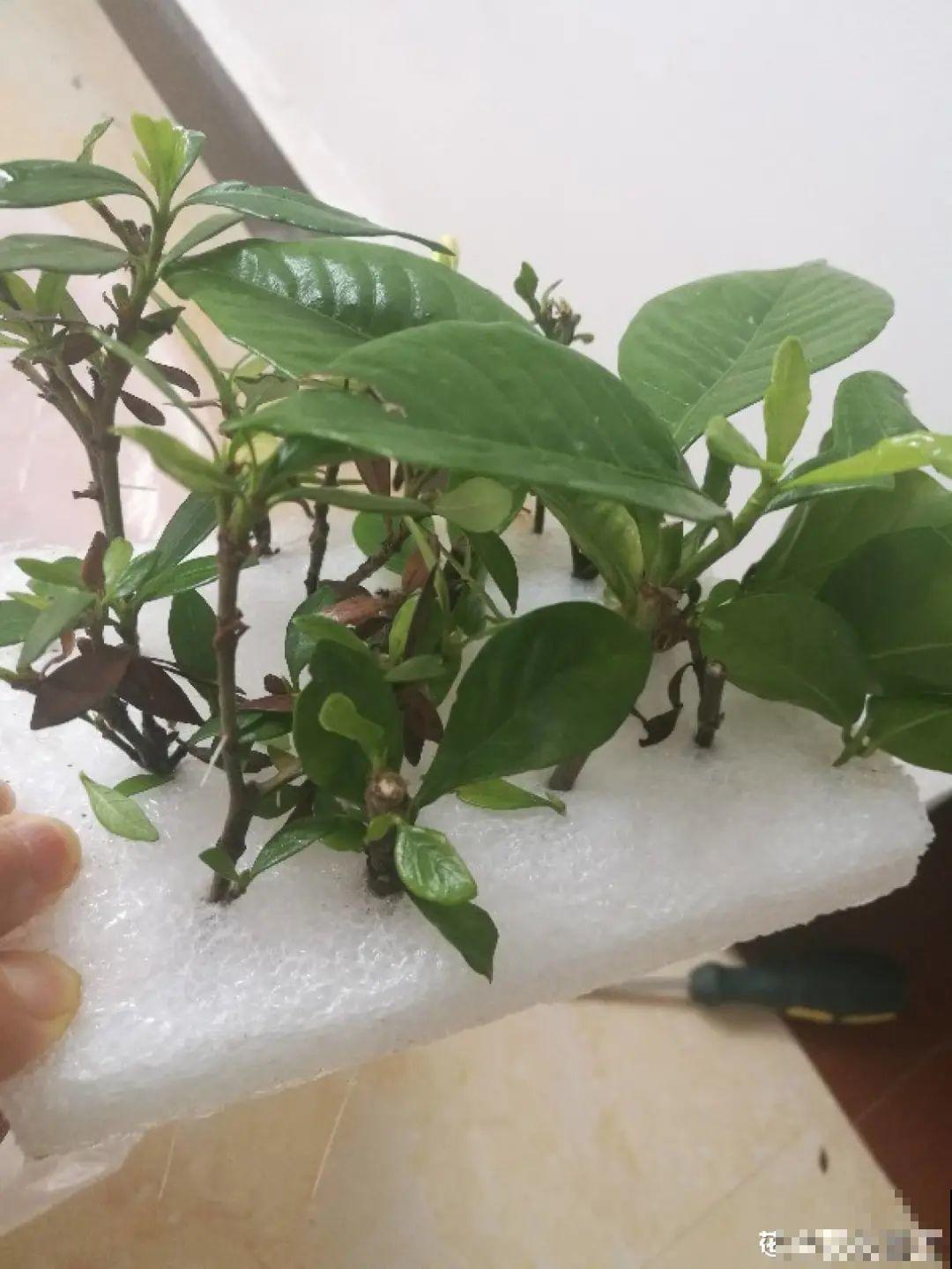 冬天扦插，只用一张塑料薄膜，就能长出小嫩芽