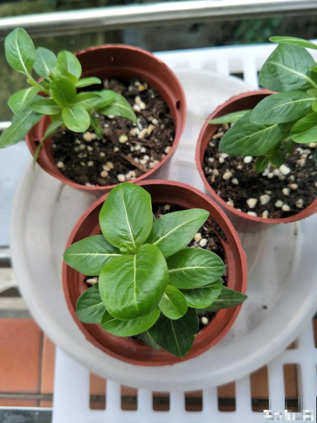 想省心就养这些花,没有病虫害,就爱开花! 想省心就养这些花,没有病虫害,就爱开花!