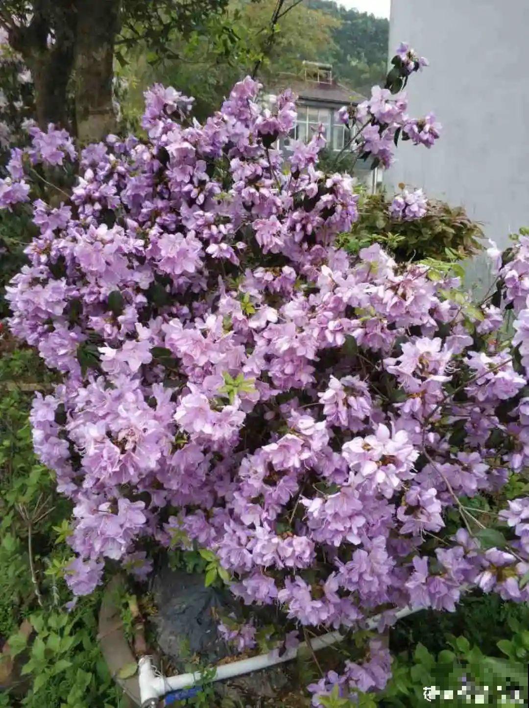 8种贵花，一盆好几百，有钱了一定要买一盆！