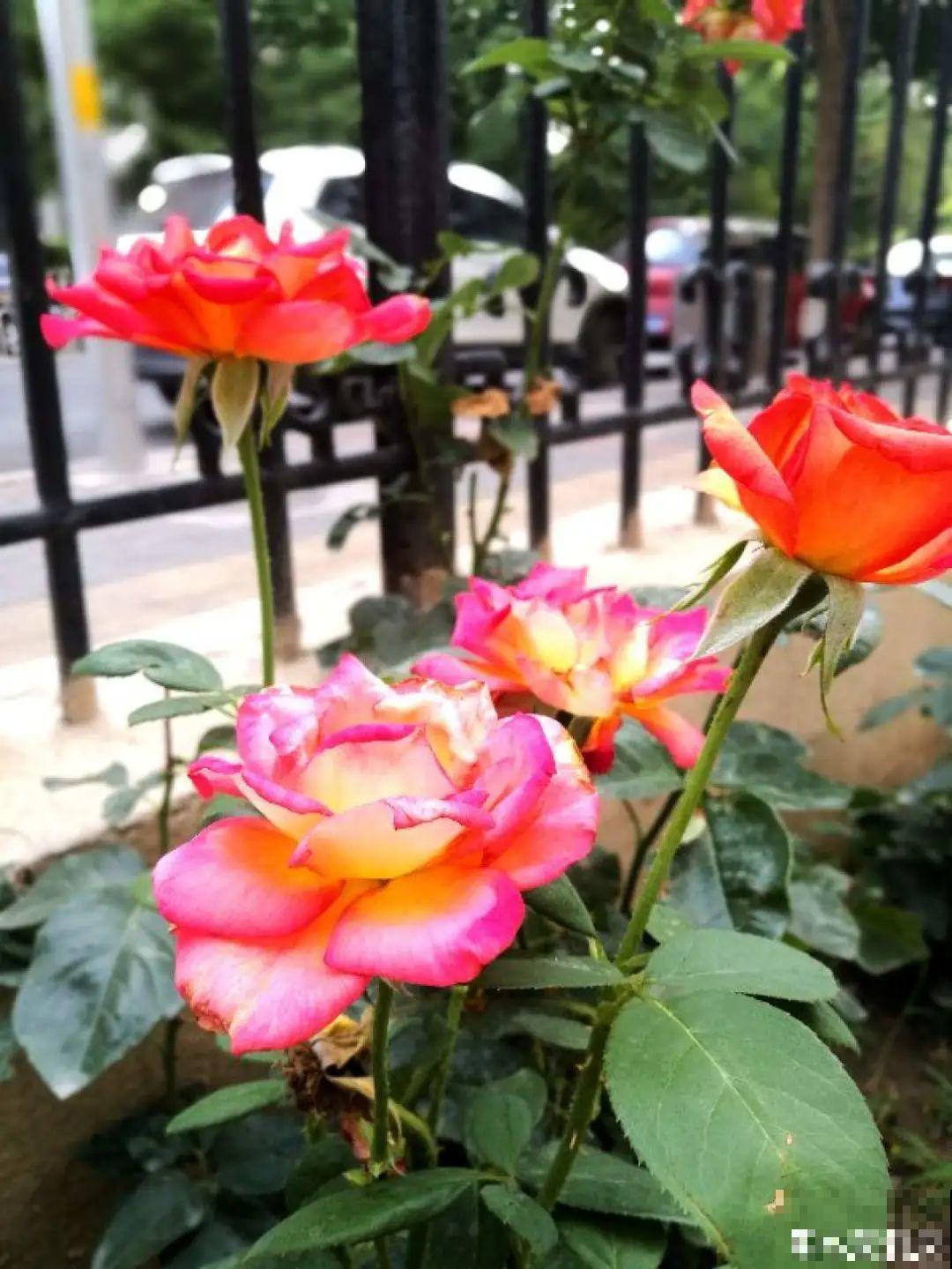 6种花爱吃醋,隔段时间喂口醋,叶子绿油油 6种花爱吃醋,隔段时间喂口醋,叶子绿油油