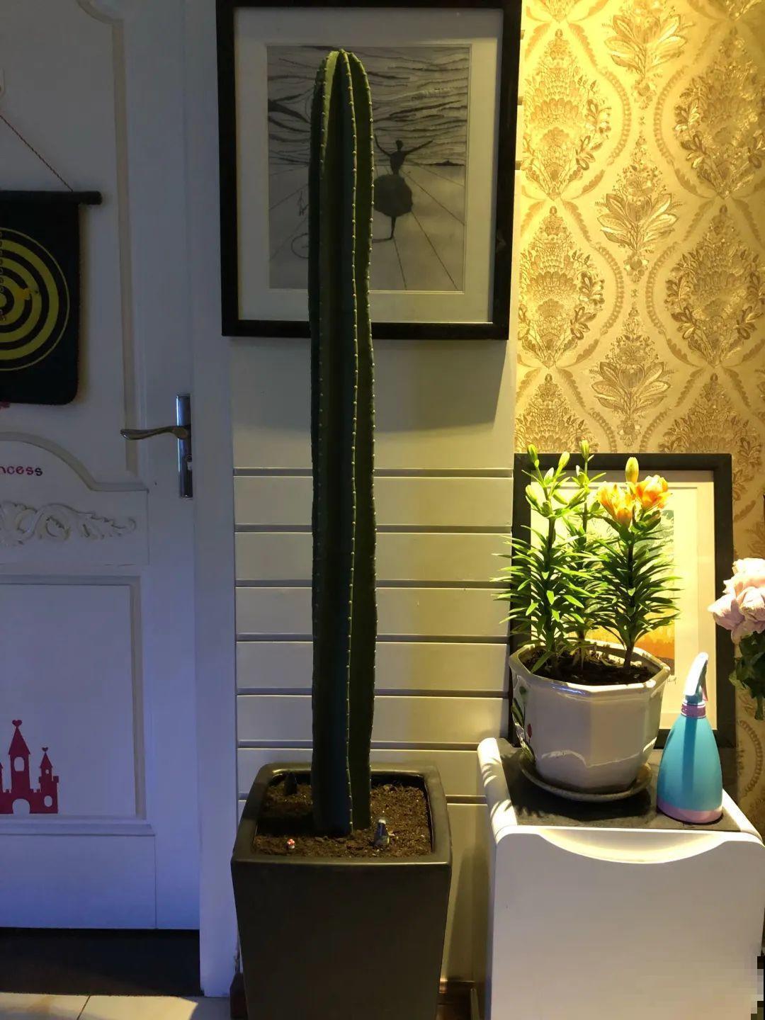 15种镇宅花，家里摆一盆，镇宅旺运超霸气！