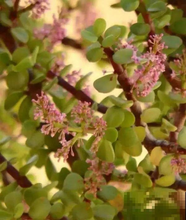 金枝玉叶开花了,特罕见,比雅乐之舞还美! 金枝玉叶开花了,特罕见,比雅乐之舞还美!