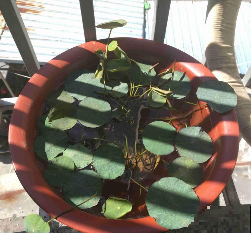 碗莲秋天这么养，来年立叶快，花开不断！