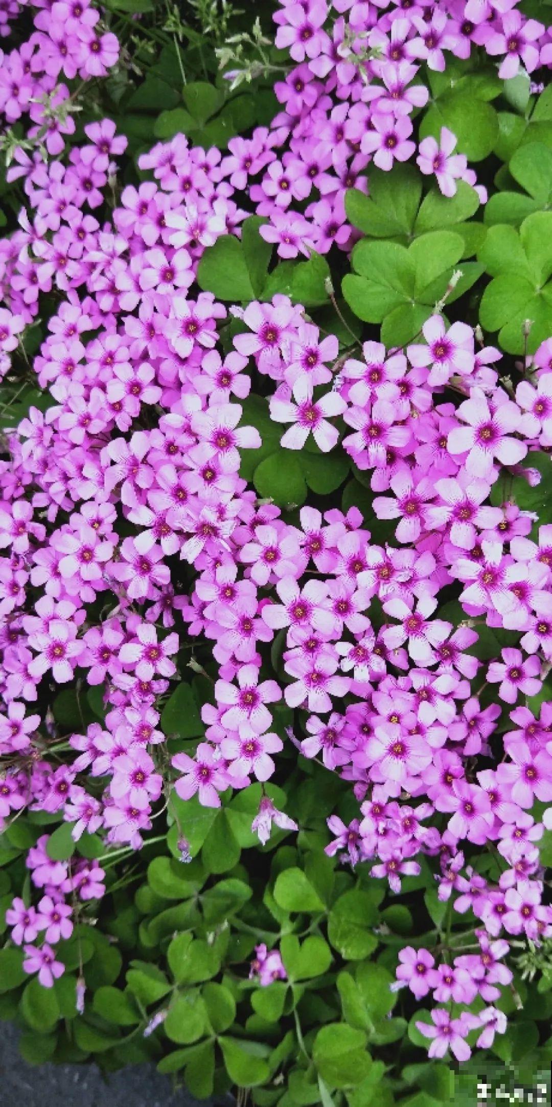 这种花特抗冻,不怕严寒,养死算我输! 这种花特抗冻,不怕严寒,养死算我输!