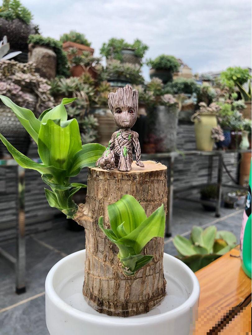 家里养盆巴西木，加点水就能冒芽，绿油油超有生机感