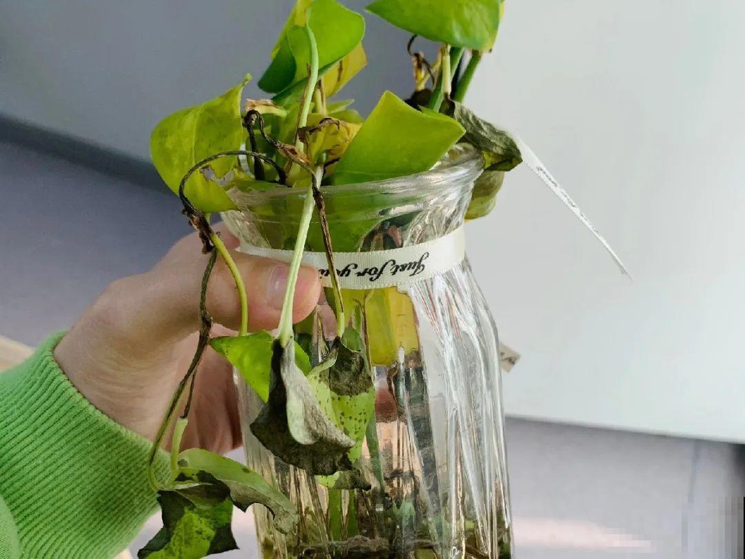 秋天降温快，家里养这9种花，要赶紧搬进屋了