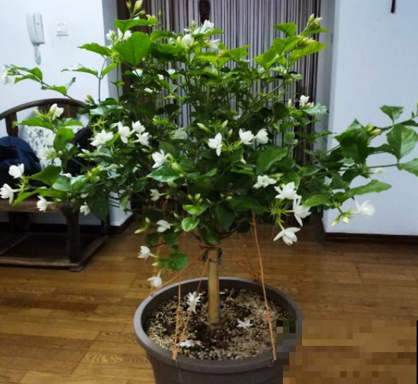 修剪时间要选准，现在修剪刚刚好，越剪越长！