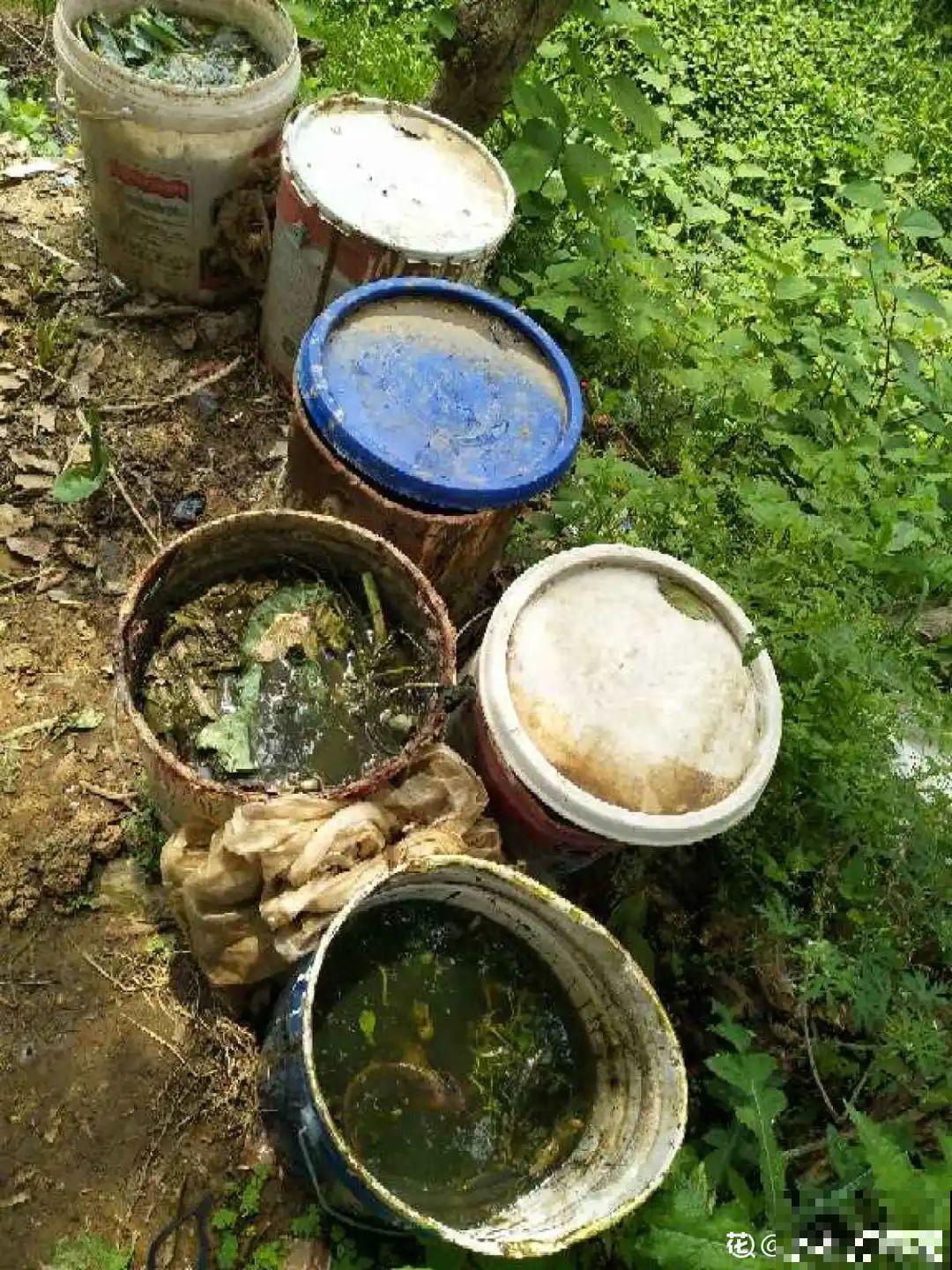 最好用的养花肥，盆里撒一把，1年不用换盆了！