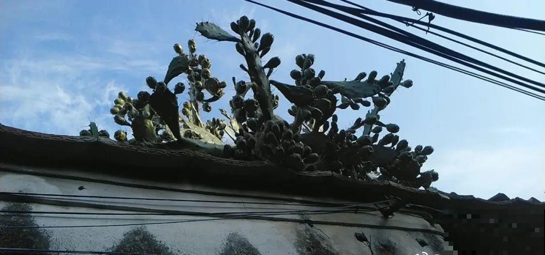 不死鸟太震撼了，长满整个屋顶，感觉都要压塌了