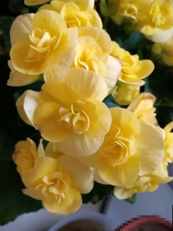 冬天就养耐阴花，没光也能开爆盆，扔角落自己疯长！