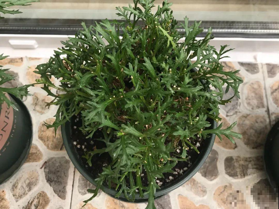 特欠剪的花,越剪越好看,花开不断! 特欠剪的花,越剪越好看,花开不断!