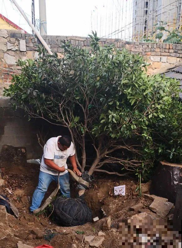 50年的桂花树,卖了5万块钱,大家觉得值吗? 50年的桂花树,卖了5万块钱,大家觉得值吗?