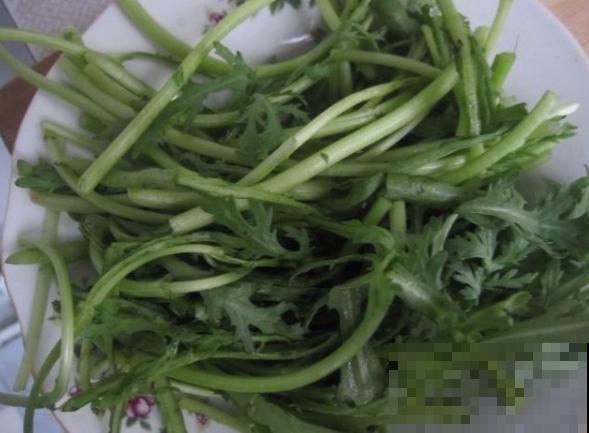 茼蒿菜这样养，一年四季不愁吃，特省钱！