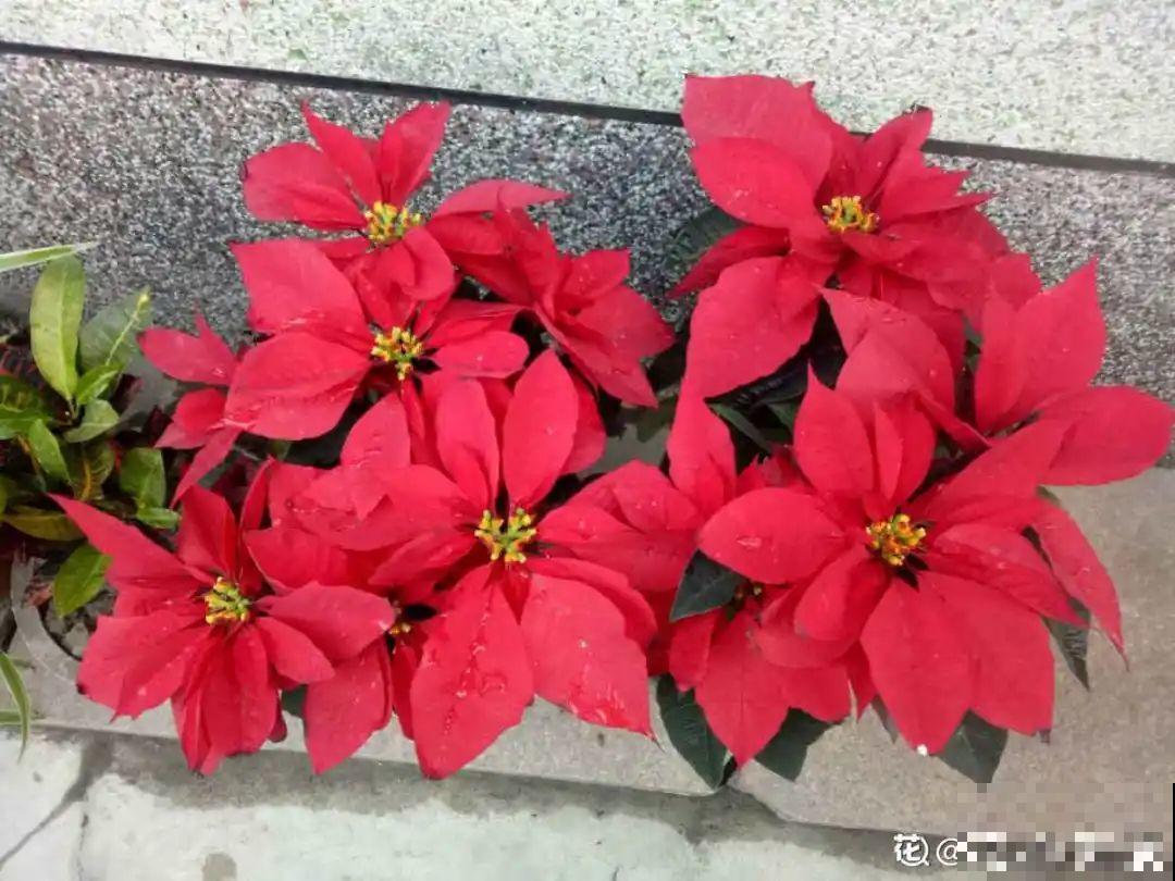 50种冬天开花植物,天冷了,照样冒花苞! 50种冬天开花植物,天冷了,照样冒花苞!