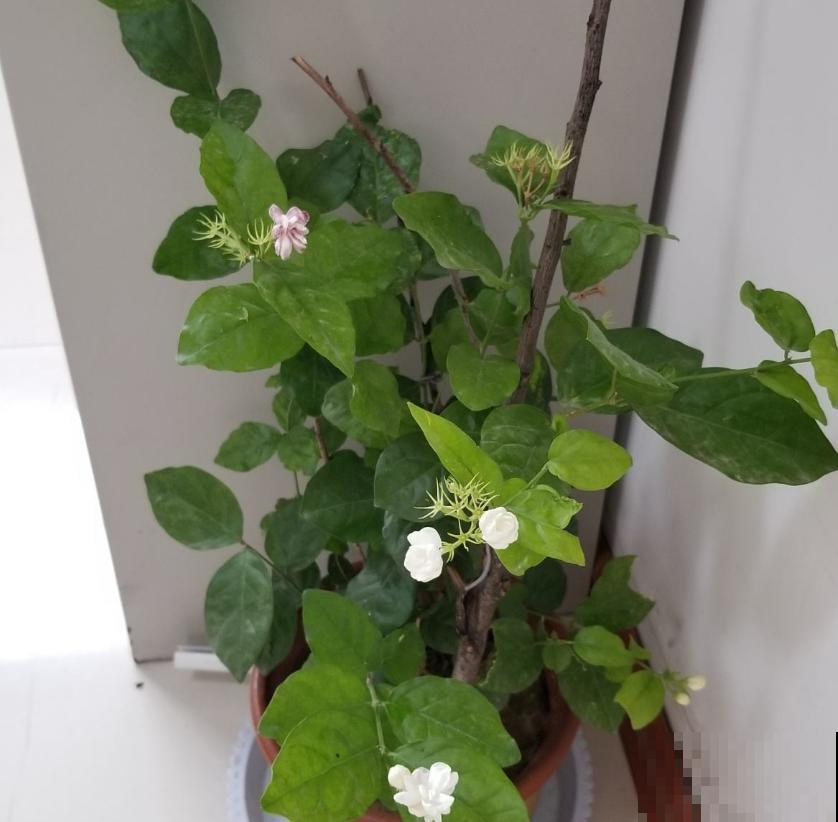 这种茉莉不能买，疯狂掉花苞，再便宜也不要！