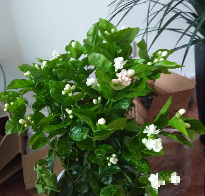 花茶不要乱配，不分清种类，一不小心就中毒啦！