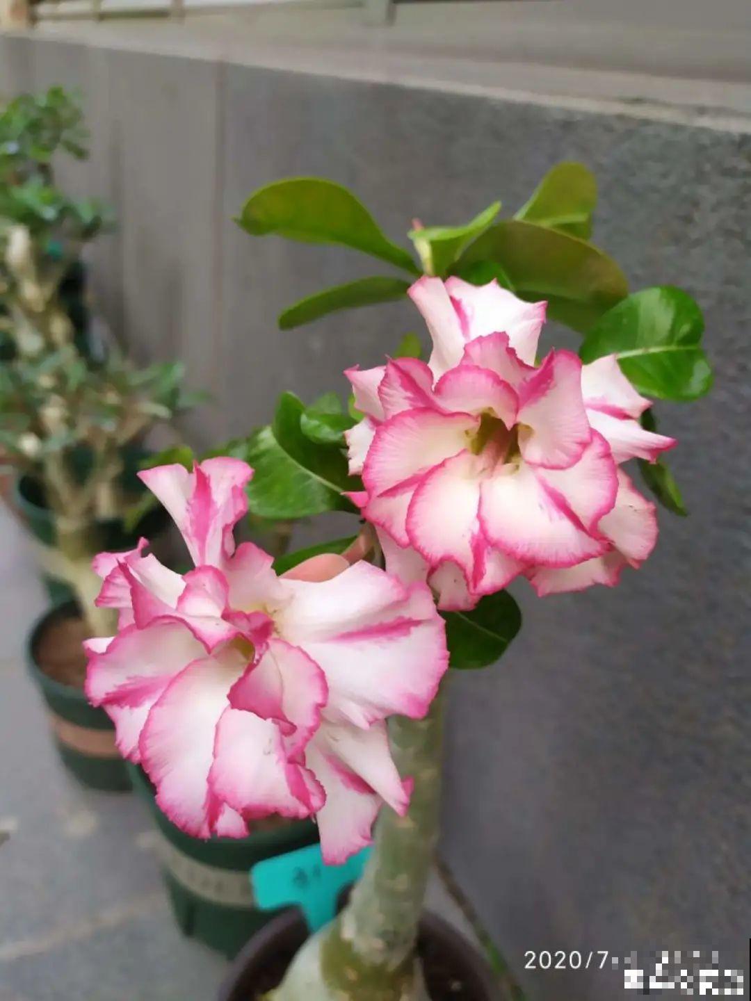 6种花特耐寒，断水两个月，也能正常生长