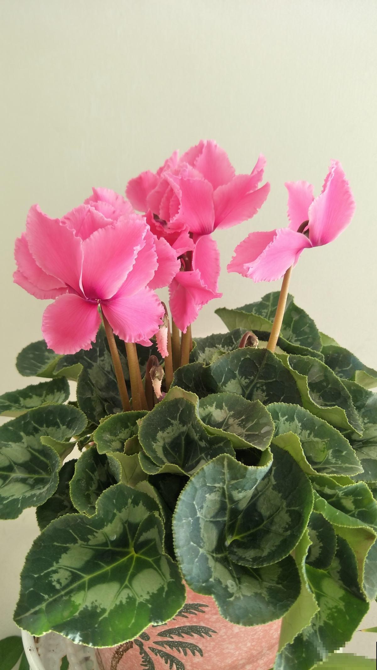 绿萝仙客来不抗冻,冬天容易黄叶烂根,套袋子保温效果好 绿萝仙客来不抗冻,冬天容易黄叶烂根,套袋子保温效果好