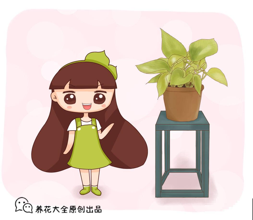 3种家庭常见花，秋天要及时换盆，不然土都被花“吃光了”