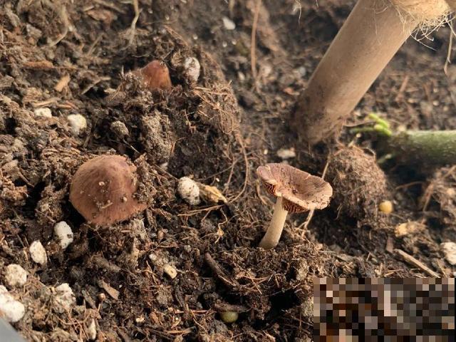 不敢用淘米水了,浇完花就死,土里都是虫! 不敢用淘米水了,浇完花就死,土里都是虫!