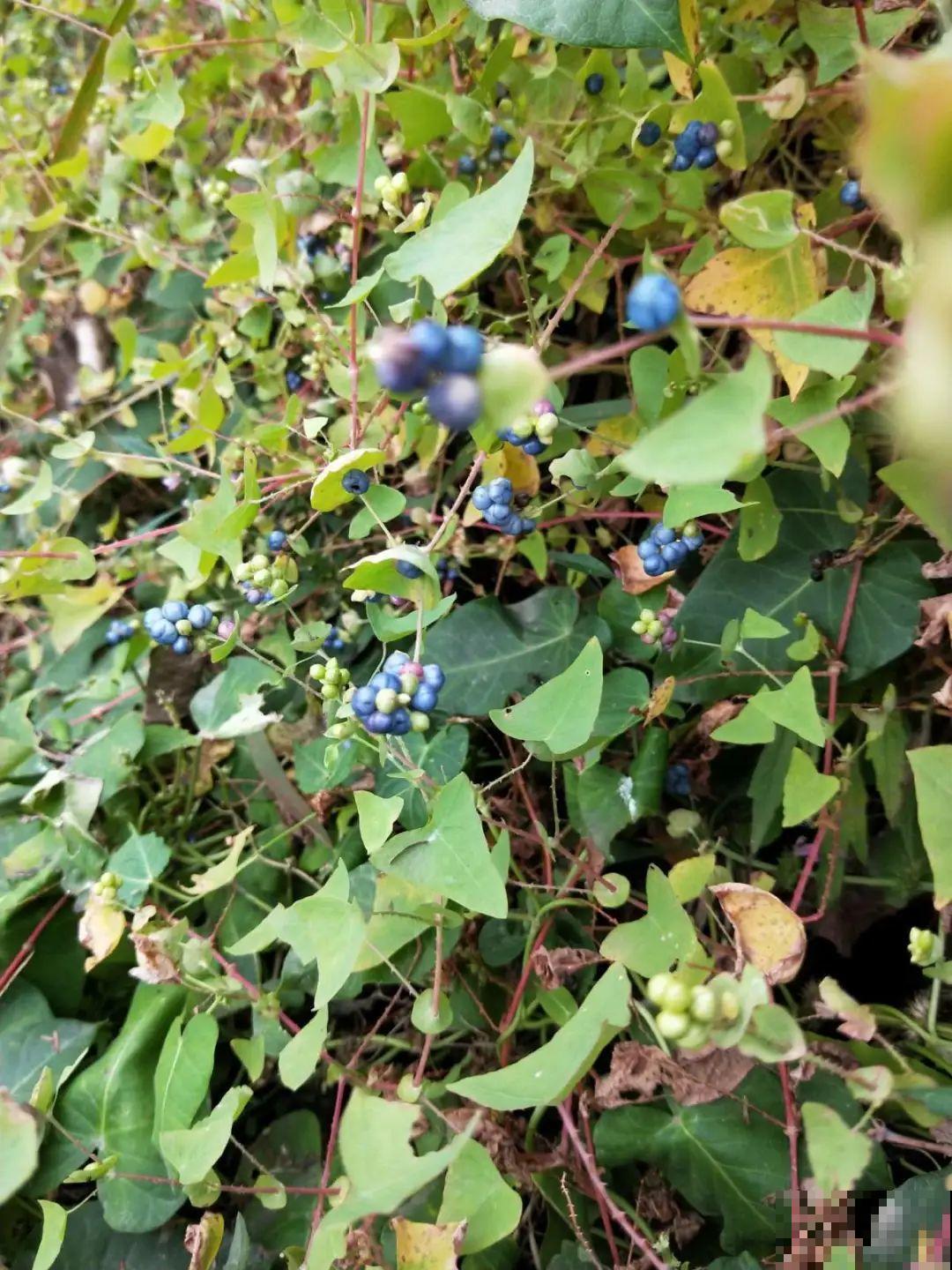 50种小时候常见的野草，现在几乎见不到了