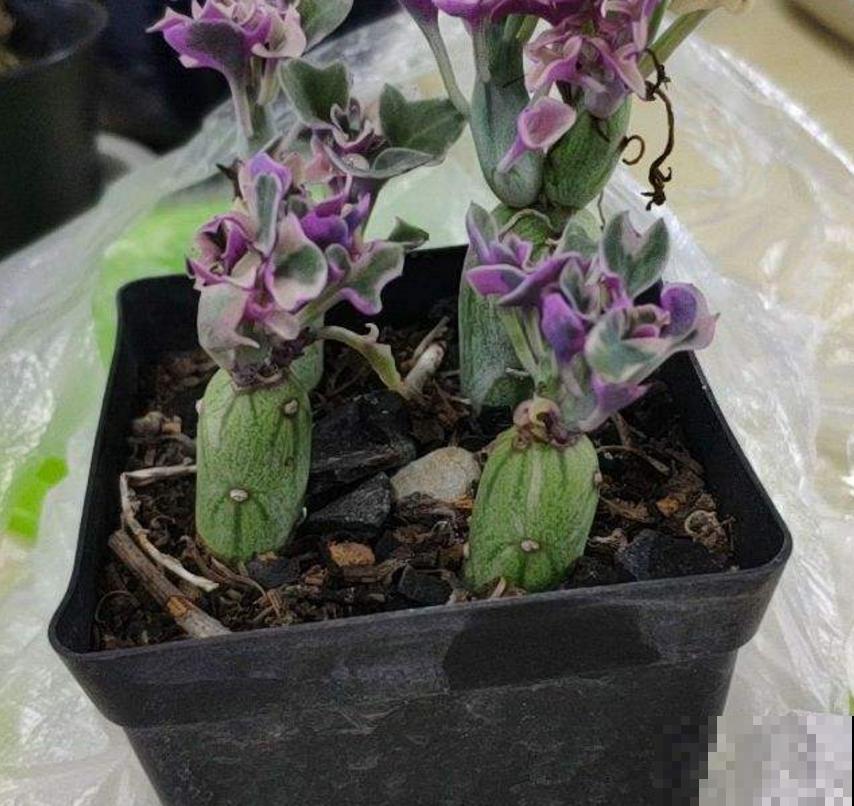 秋天养棵七宝树，长得像黄瓜，冬天开出小黄花！