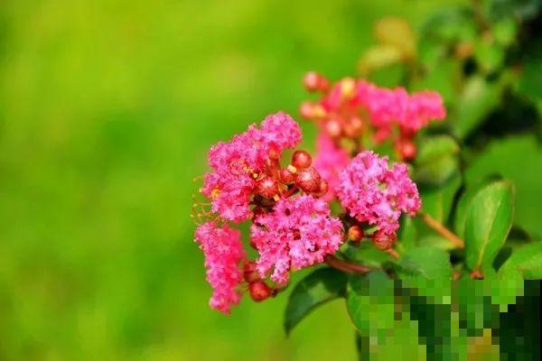 你在哪个城市，最适合养的花就是它！