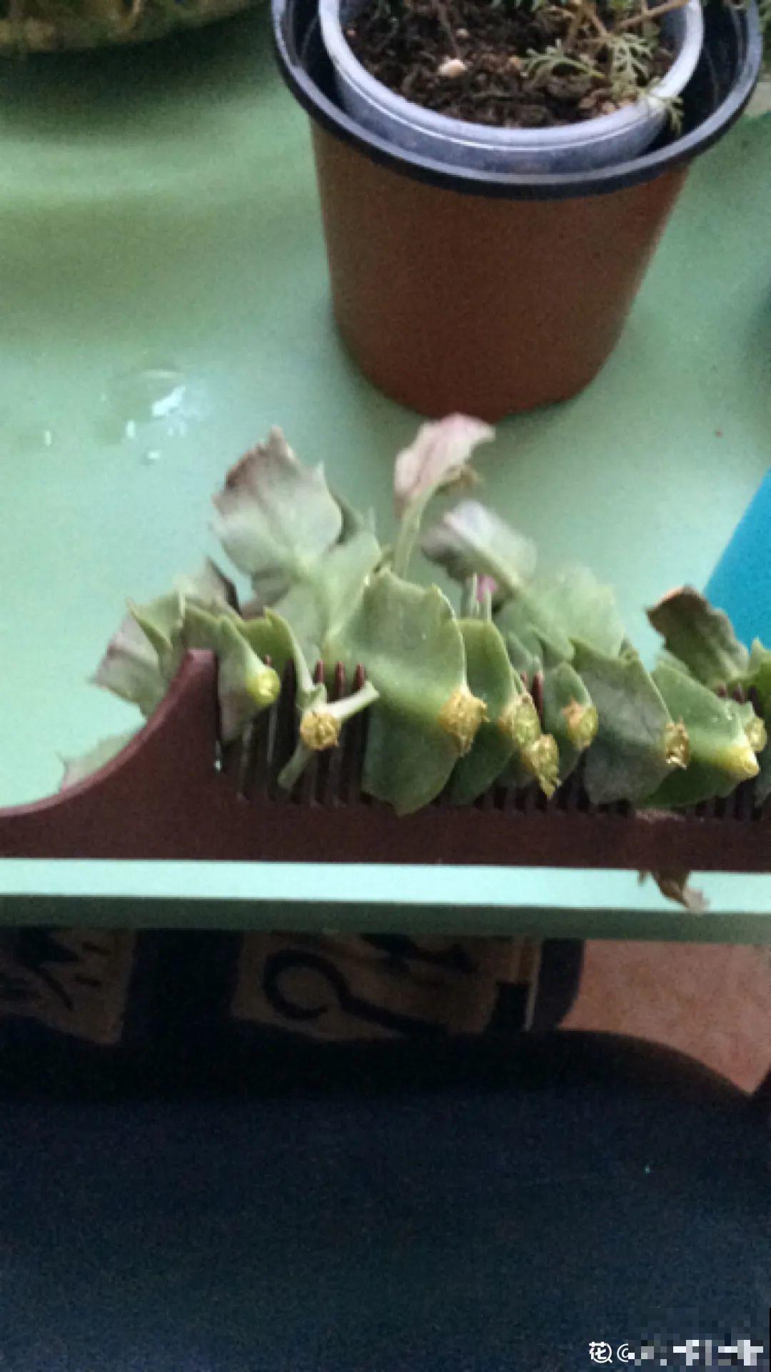 冬天扦插，只用一张塑料薄膜，就能长出小嫩芽