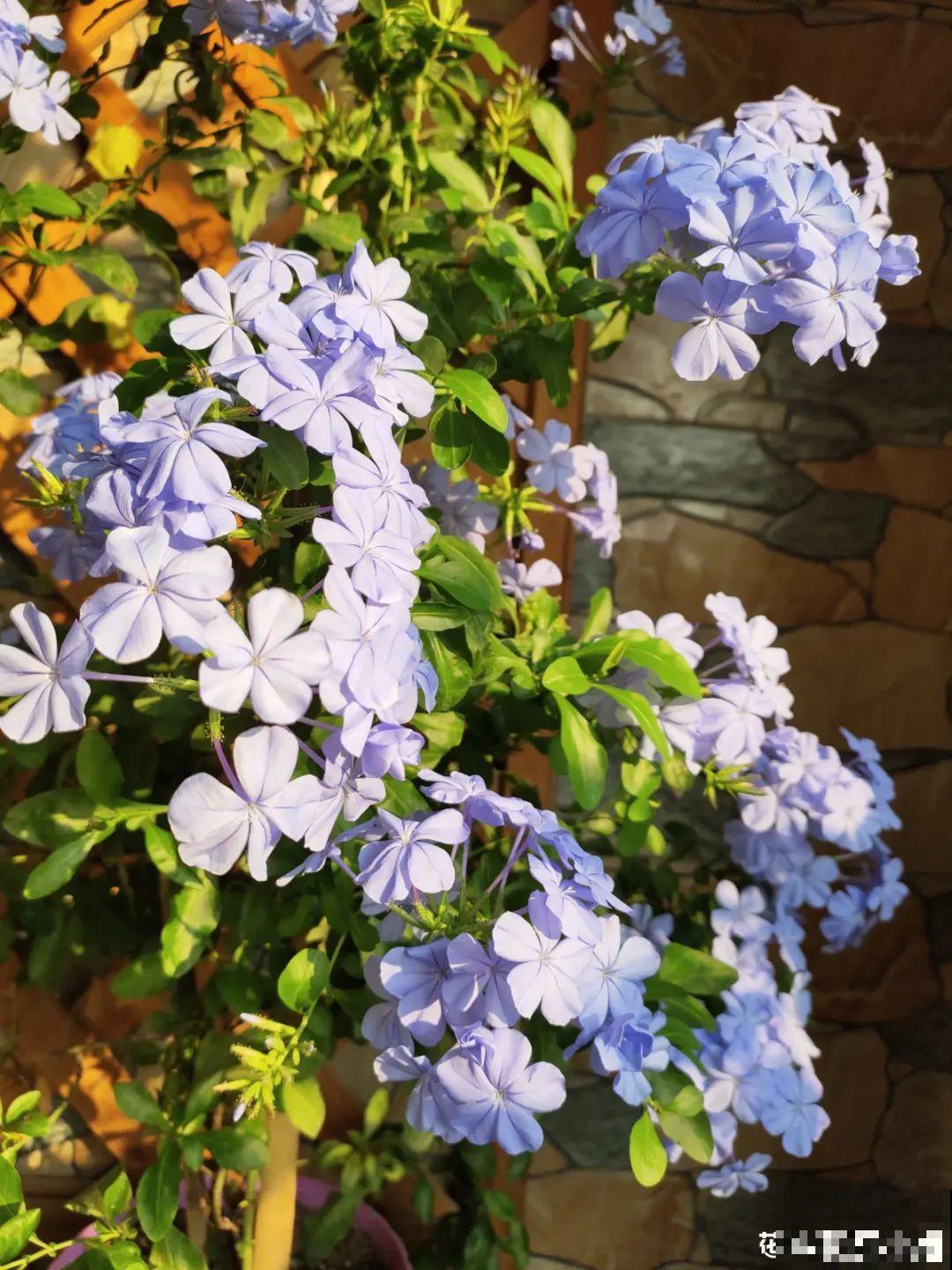 十一赏花图谱，看了啥花都认识，不用问别人！