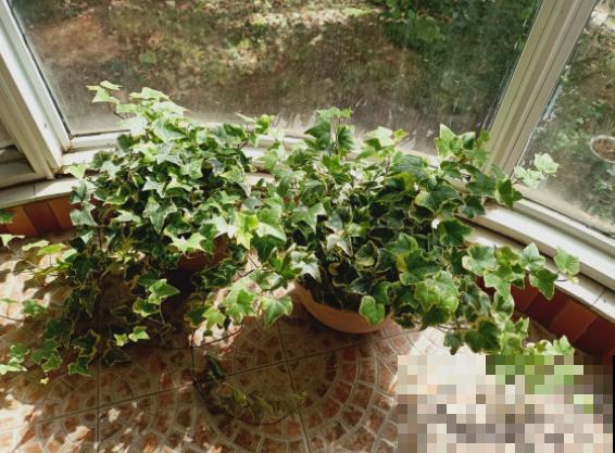 4种植物既能观赏，又能吸收“废气”，简直是家庭小能手！