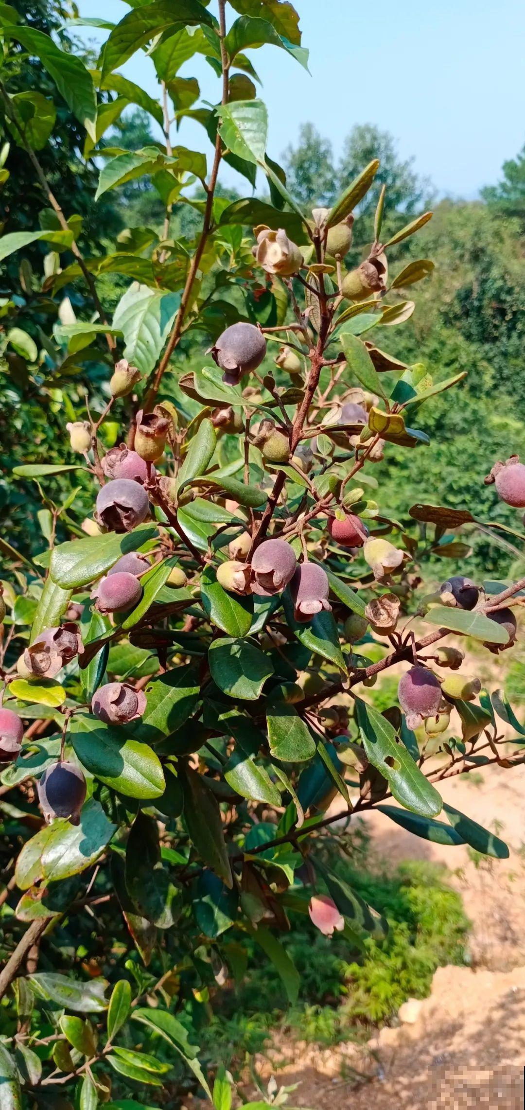 秋天野果都熟了，抓一把塞嘴里，太好吃了！