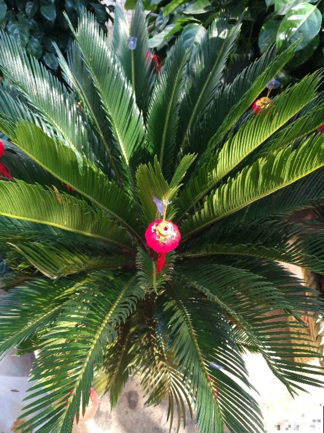 铁树开花，生了一窝“蛋”，千万别乱掏！