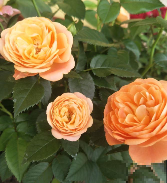 月季开花多与少,全看秋冬会不会养,2个工作要做好! 月季开花多与少,全看秋冬会不会养,2个工作要做好!