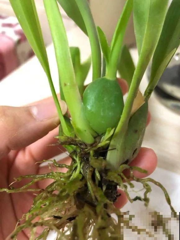 离家半个月，回来花全死了，别扔，还有救！