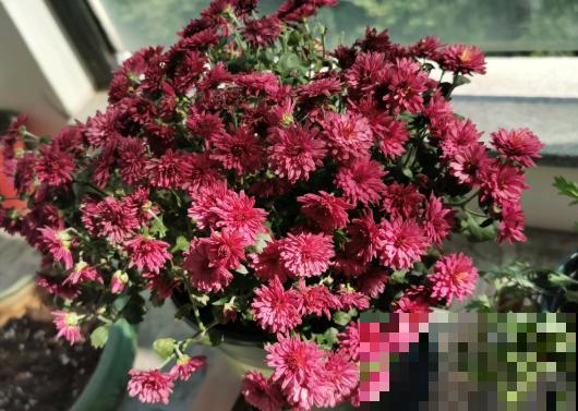 千头菊开花不嫌累，一茬接一茬，不养准后悔！