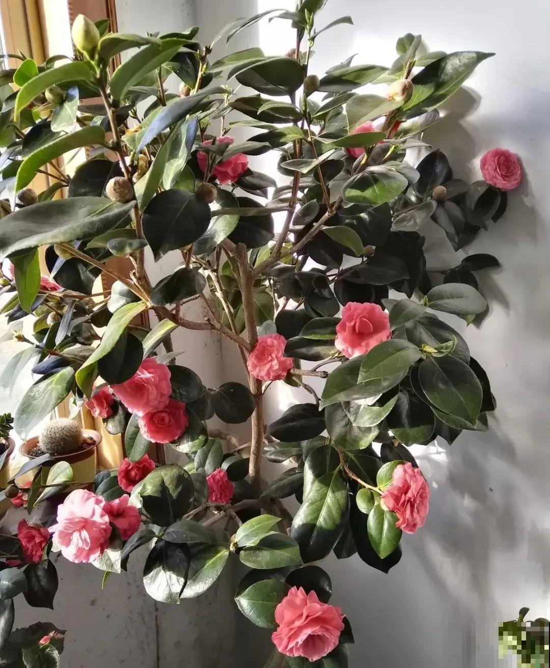 养了几十年的花,竟然是从牙签苗长起来,太辛苦! 养了几十年的花,竟然是从牙签苗长起来,太辛苦!