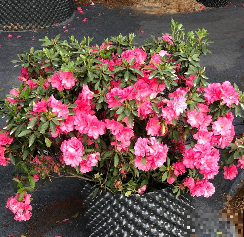 这3种花爱猫人士要注意，坚决不能养，养了猫咪就遭罪！